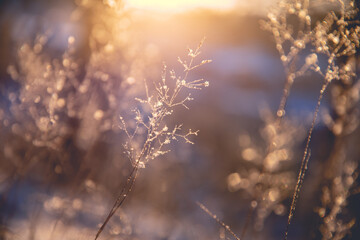 《狼王梦》的结局是什么