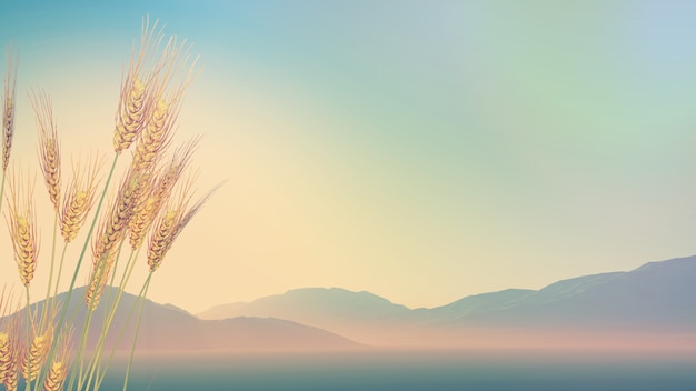 胆机与功放的区别-